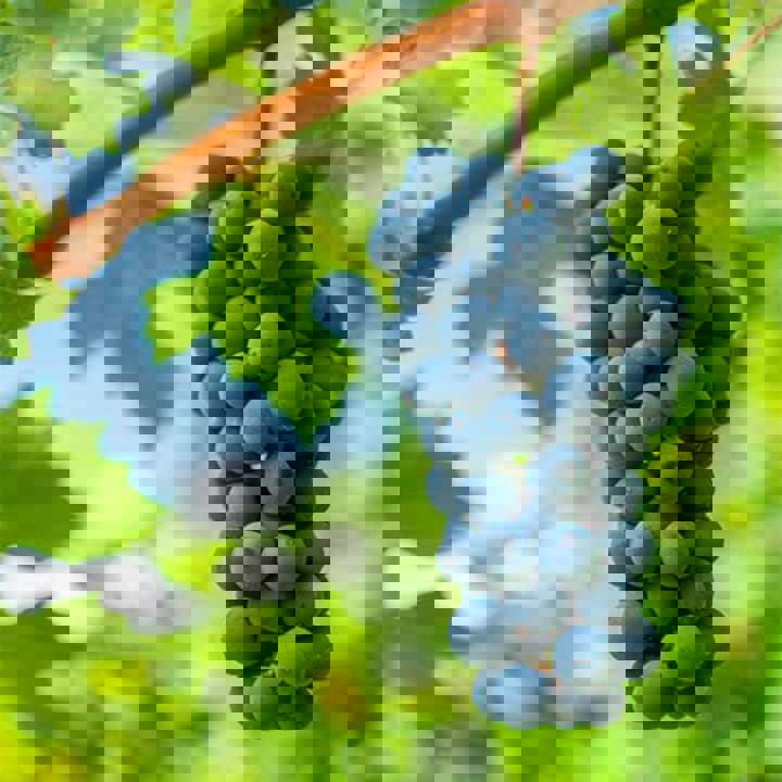 Kết quả của cuộc thi Cabernet Sauvignon Asia Masters 2022